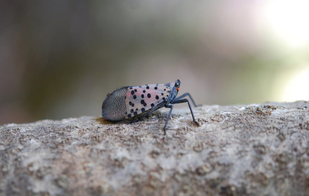  what Attracts Spotted Lanternflies Maryrose Sallee